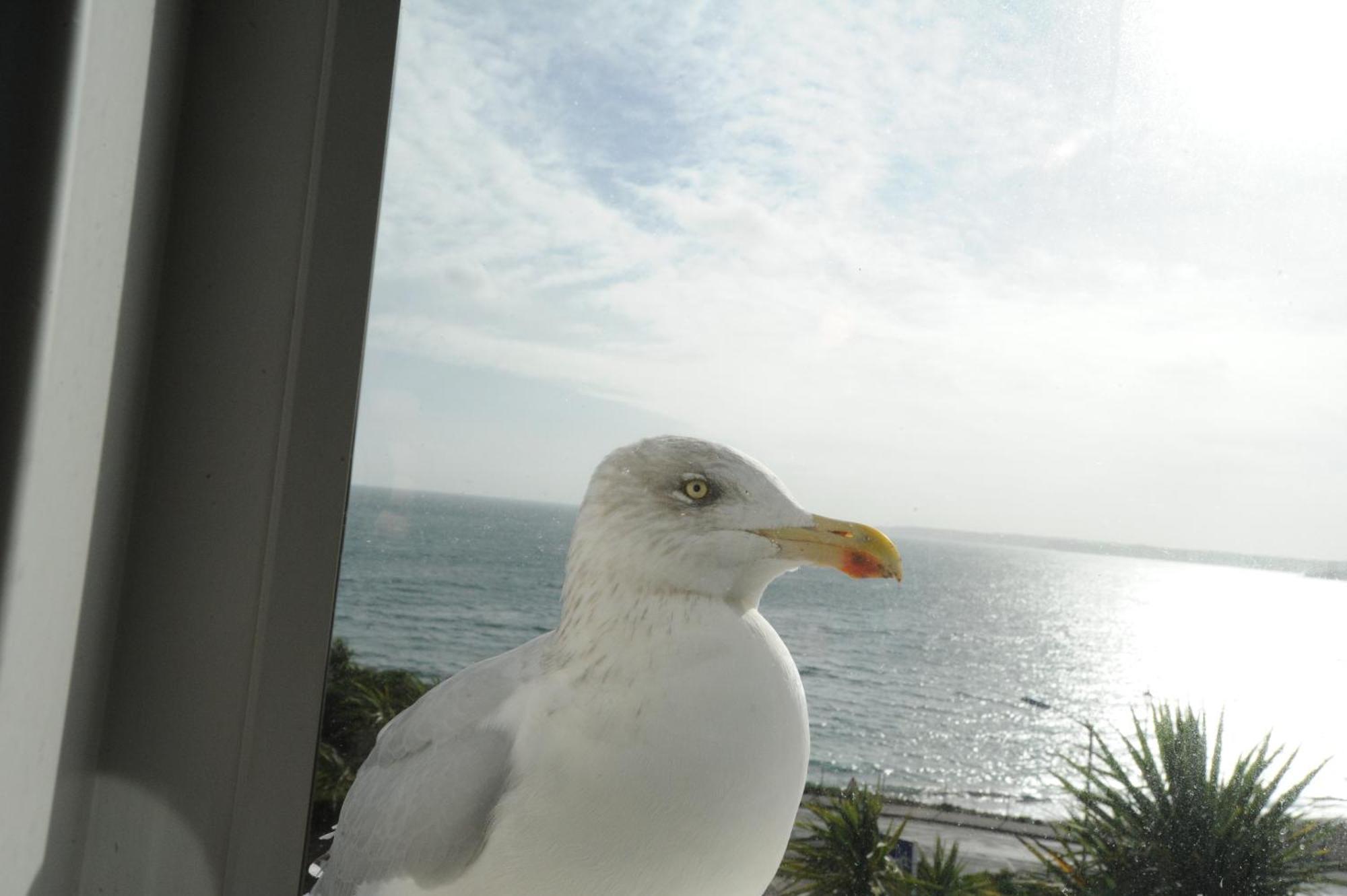 Hotel Anacapri Falmouth Pokoj fotografie Larus crassirostris